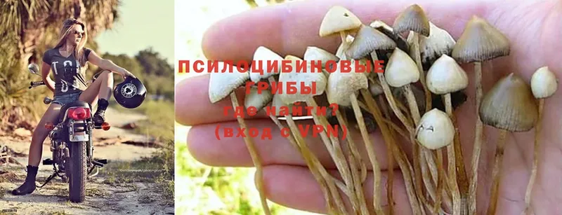 наркота  Баймак  Псилоцибиновые грибы Cubensis 